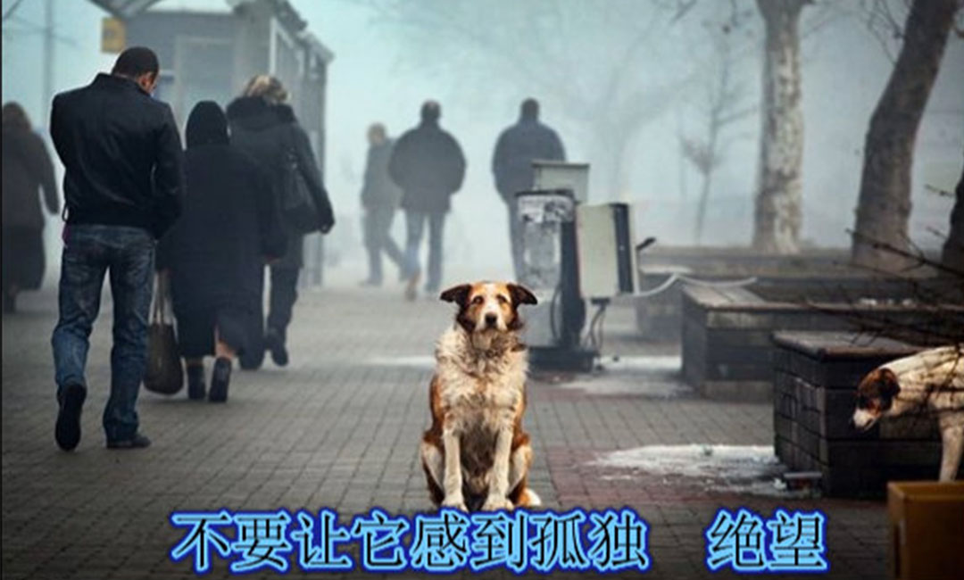 南汇南汇爱影圈微博微信转发案例